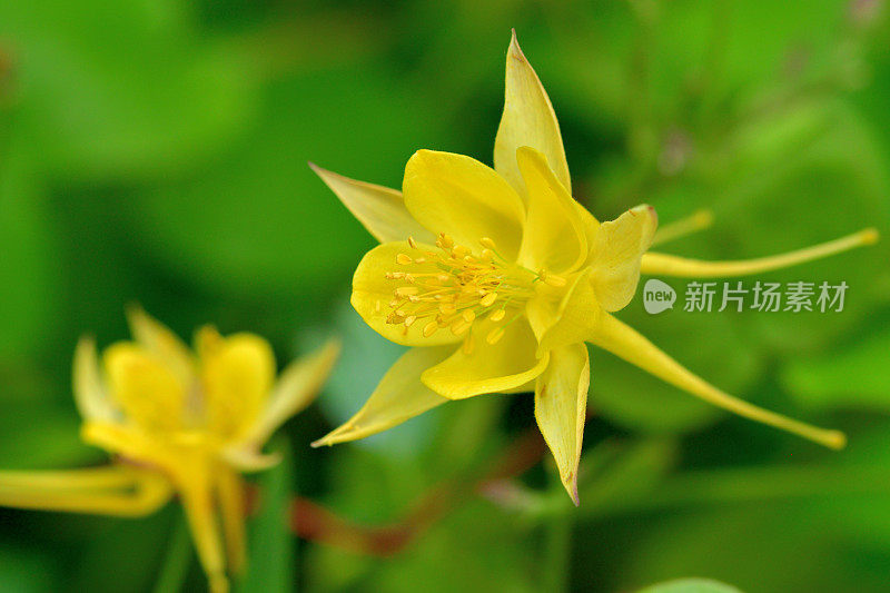 水仙花/耧斗菜花